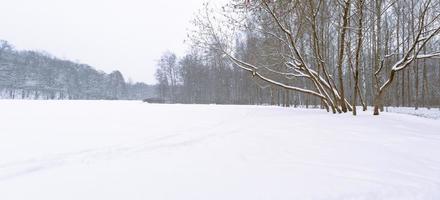 Winterfeld umgeben von Bäumen im Waldpark mit weißem Schnee bedeckt foto