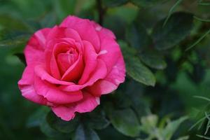Nahaufnahme einer schönen rosa Rose, die draußen im grünen Garten blüht?