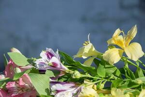 bunt Inka Lilien auf ein verschwommen Blau Hintergrund, mit flach Tiefe von Feld und selektiv Fokus, Kopieren Raum zum Text. foto