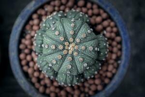 oben Aussicht Astrophytum asterius Kaktus im Pflanzen Topf foto