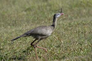 rot mit Beinen seriema oder mit Haube Serie, cariama Cristata, Laufen Über Gras, serra da canastra National Park, minas Gerais, Brasilien foto