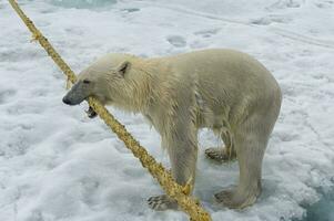 ursus Maritimus, Polar- Bär ziehen und beißen auf das Seil von ein Expedition Schiff, Spitzbergen Archipel, Norwegen foto