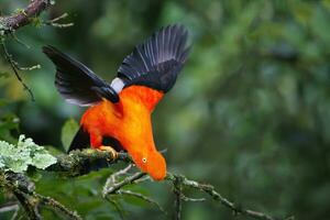 männlich andean Felsenhahn, Rupicola peruanisch, mit öffnen Flügel, manu National Park Wolke Wald, peruanisch National Vogel, Peru, Süd Amerika foto