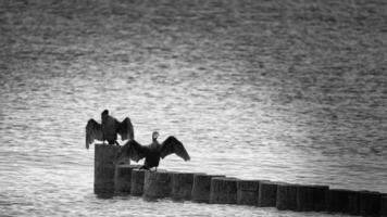 Kormoran auf ein Buhne auf das baltisch Meer im schwarz und Weiß. Vögel trocken Gefieder foto