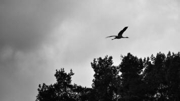 ein Kräne fliegen Über Bäume im ein Wald. wandernd Vögel auf das Verdammt. Tier Foto