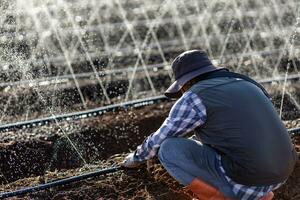 asiatisch Farmer ist Festsetzung das verstopft im das Schlauch von Bewässerung Bewässerung System wachsend Bio Pflanze während Frühling Jahreszeit und Landwirtschaft Konzept foto