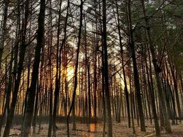 ai generiert Sonnenuntergang Sonnenaufgang im Kiefer Wald. schließen Aussicht von dunkel schwarz Fichte Stämme Silhouetten im natürlich Sonnenlicht von hell bunt dramatisch Himmel. Sonnenschein im sonnig Nadelbaum Wald. foto