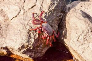 ein Krabbe ist Sitzung auf ein Felsen in der Nähe von ein Strom foto
