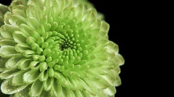 Chrysantheme Morifolium Blume mit Grün Blütenblätter foto