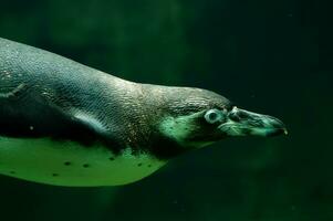 Humboldt Pinguin oder spheniscus humboldti foto