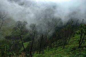 Hochland Wald auf montieren Brom, Indonesien foto