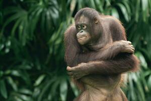 Orang utan oder Pongo Pygmaeus foto