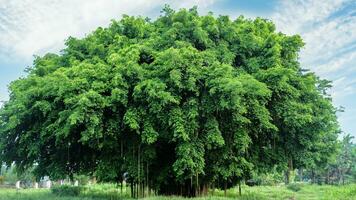 ein Banyan Baum Das wächst groß im ein Hof foto