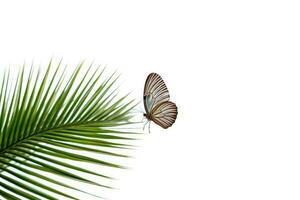 ai generiert Schönheit isoliert Flügel Makro hell schwarz Licht Weiß bunt Blau Grün Schmetterling foto