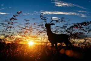 Silhouette von Hirsch mit Geweih im Wiese Feld gegen Himmel Sonnenaufgang Hintergrund. Tierwelt Erhaltung Konzept foto