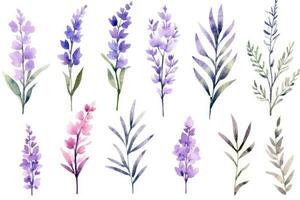 ai generiert Blume Pflanze Provence Jahrgang violett Blumen- einstellen Illustration Aroma Sommer- Lavendel foto