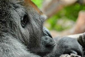 ein Gorilla ist Sitzung auf ein Log und suchen beim etwas foto