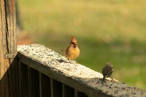 weiblich Kardinal Kommen aus zu das hölzern Geländer zum Vogelfutter. ihr braun Gefieder sind entworfen zum tarnen wie entgegengesetzt zu das hell rot von das männlich. ihr wenig Orange Schnabel spitz nach außen. foto