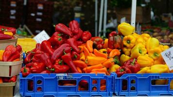 das Pfeffer Gemüse Aussicht im das Markt foto