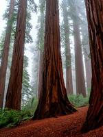 etwas Redwood Bäume im Wald ai generativ foto