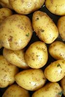 unbehandelt Kartoffeln direkt von das Feld ai generativ foto