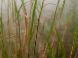 wild Gras im das Landschaft mit wenig Tiefe von Feld ai generativ foto