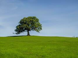 einsam Baum auf rollen Hügel ai generativ foto