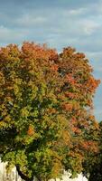 das bunt und schön Blätter auf das Bäume im Herbst foto