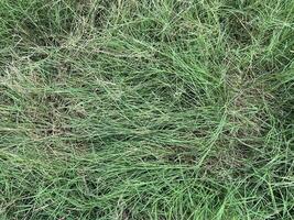 frisch Grün Gras Textur Hintergrund foto