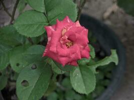 schön rot Rose mit Grün Blätter auf das Hintergrund von das Zuhause Garten. selektiv Fokus foto