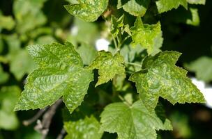 Johannisbeere Blätter beschädigt durch Pilz- Krankheiten oder Insekt Schädlinge. Mangel oder Überschuss von Elemente und Mikroelemente von Pflanze Ernährung, Krankheit. foto