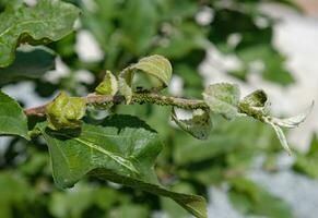 Nahansicht von Blattlaus Kolonie - - Blattläuse und Ameisen - - auf aple Baum Blatt. Makro Foto von Insekt Pest - - Pflanze Läuse, Blattlaus, schwarze Fliege oder Weiße Fliege - - saugen Saft von Pflanze.