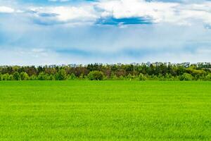 schöne horizontlandschaft in der dorfwiese auf natürlichem farbhintergrund foto