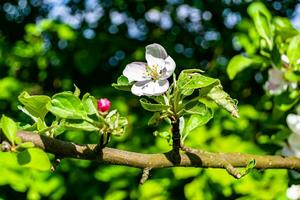 Fotografie auf Thema schön Obst Ast Apfel Baum mit natürlich Blätter unter sauber Himmel foto