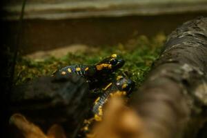 schön Eidechse im das Gras verbreitet Feuer Salamander foto