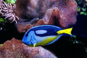 Fisch königlich Blau der Chirurg - - Paracanthurus Hepatus foto