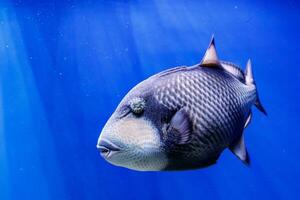 Makro Fisch blauhalsig balistod, Balistoide viridescens foto