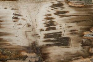 Makro Stein Mineral versteinert Holz auf ein schwarz Hintergrund foto