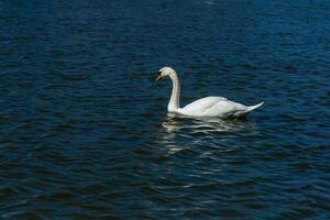 schöner Schwan schwimmt auf dem See foto