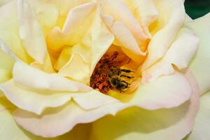 blühende Sommerrose in der Knospe foto