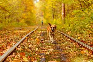 Herbst Wald durch welche ein alt Straßenbahn Fahrten Ukraine und rot Hund foto