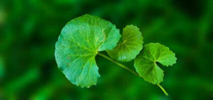 Nahansicht Blatt von Centella Asiatisch, Pegagan, asiatisch Pennywort mit ausgewählt Fokus. Kräuter- Medizin. frisch Natur natürlich Grün Hintergrund. foto