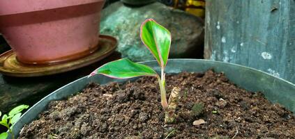 Pflanze Samen von Aglaonema Siam Aurora oder ebenfalls bekannt wie aglonema Lippenstift ist gewachsen im Töpfe, Haus Anlage, Boden, drinnen, Hobby, Innen- Blume Zuhause Anlage, Wachstum, Samen. foto