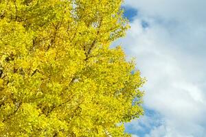 hoch Winkel Aussicht von Ginkgo Baum mit voll von Gelb Blätter auf das Geäst foto