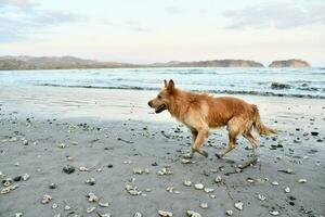 süß Hund auf das Strand foto