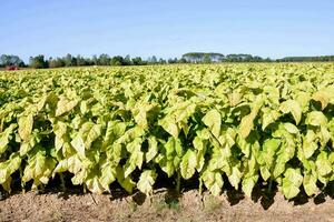 ein Feld von Tabak Pflanzen foto