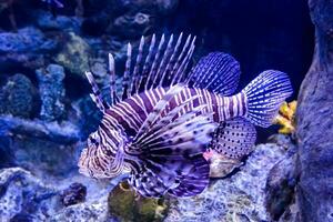 ein Feuerfisch Schwimmen im ein Aquarium foto