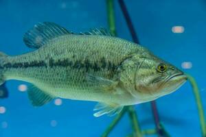 ein groß Mund Bass Fisch Schwimmen im ein Aquarium foto