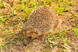 ein Igel Gehen auf das Boden im das Gras foto