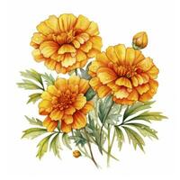 ai generiert Aquarell Herbst Ringelblume Blumen mit Regentropfen auf Weiß Hintergrund. ai generiert foto